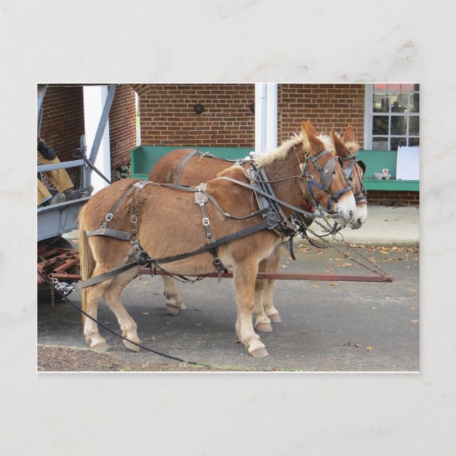 Mule Team, 1 Postkarte (Vorderseite)