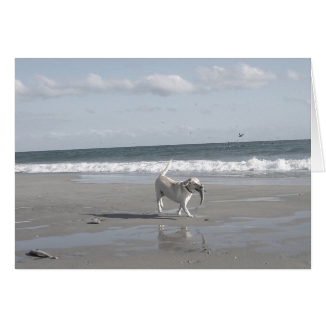 Mullet Pup (Vorderseite (Horizontal))