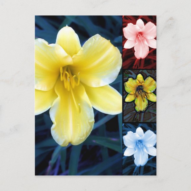 Multi Flower - Carte postale Florale (Devant)