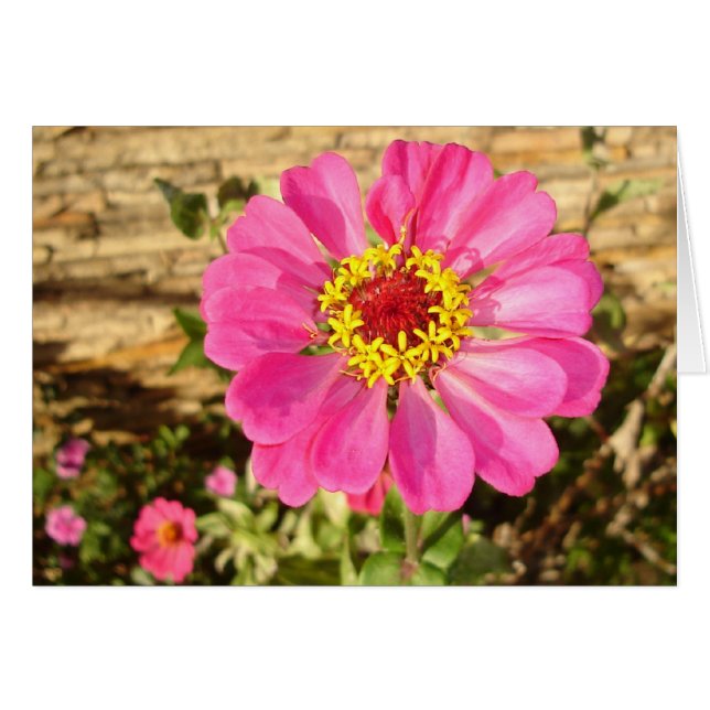 Multicolor Bloom (Vorderseite (Horizontal))