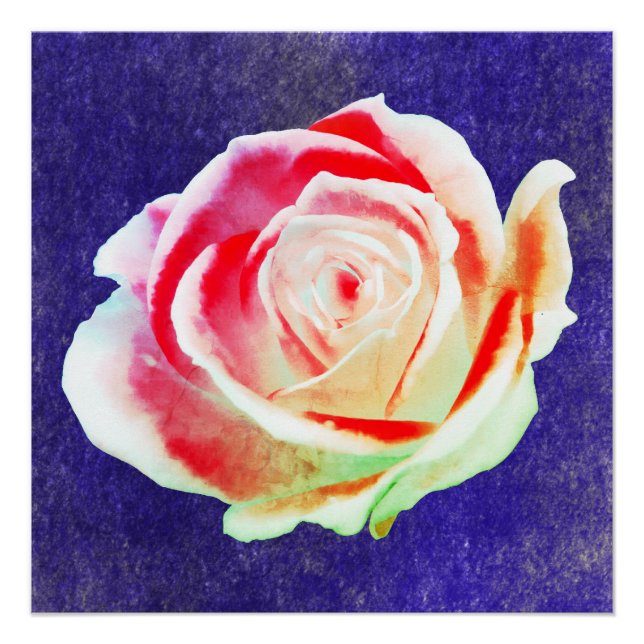 Multicolor-Rose auf blauem Bg Poster (Vorderseite)