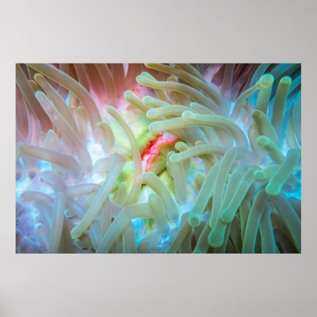 Multicolored Sea Anemone Poster (Vorne)
