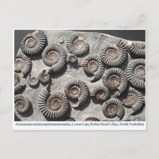 Multifossile Summen aus dem Unteren Meer Postkarte