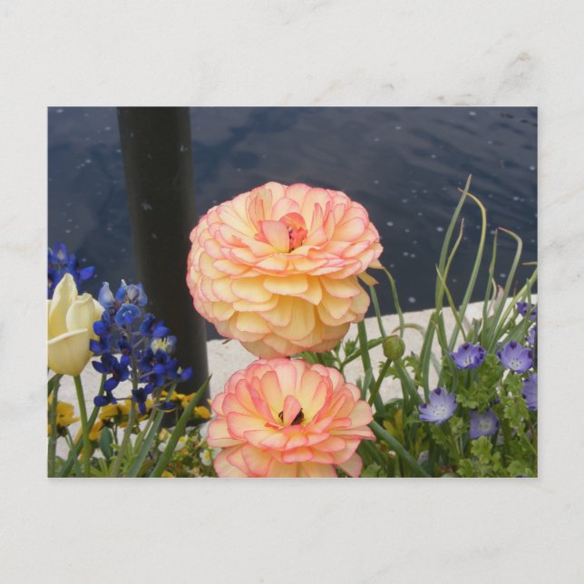 MUM-BLUME POSTKARTE (Vorderseite)