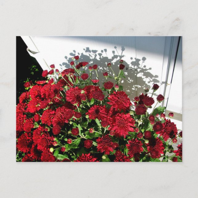 Mums Shadows Postkarte (Vorderseite)