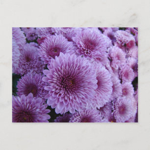 Mums the word! postkarte