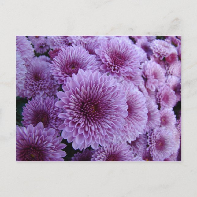 Mums the word! postkarte (Vorderseite)