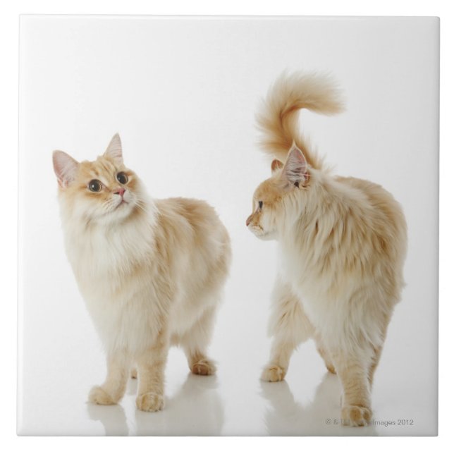 Munchkin Katzen Fliese (Vorderseite)
