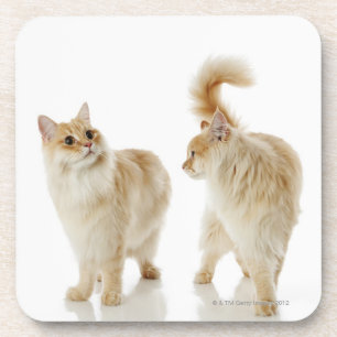 Munchkin Katzen Getränkeuntersetzer