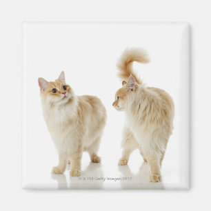 Munchkin-Katzen Magnet