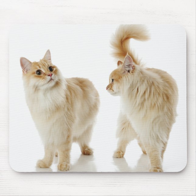 Munchkin-Katzen Mousepad (Vorne)
