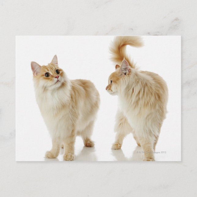 Munchkin-Katzen Postkarte (Vorderseite)