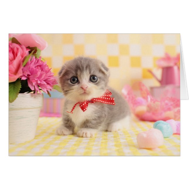 Munchkin Kitten (Vorderseite (Horizontal))