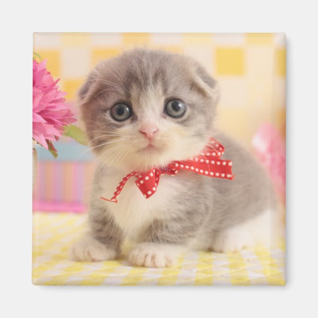 Munchkin Kitten Magnet (Vorne)