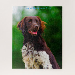 Münsterländer Hund.