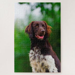 Münsterländer Hund.