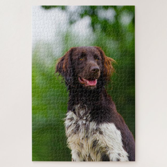 Münsterländer Hund. (Vertikal)