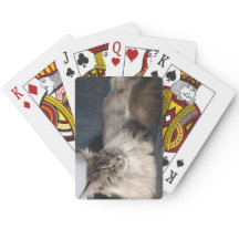 Münzkatze