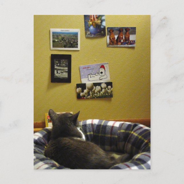 Mur de carte postale Kitty (Devant)