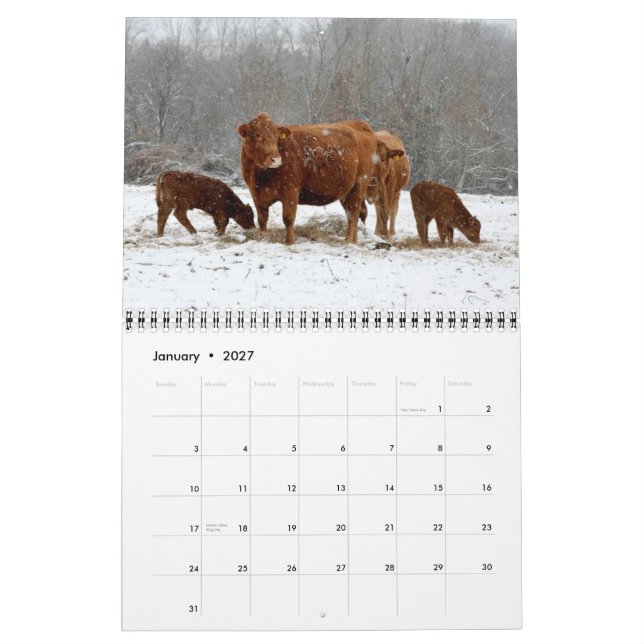 Mural 2015 vaches à calendrier (Jan 2027)