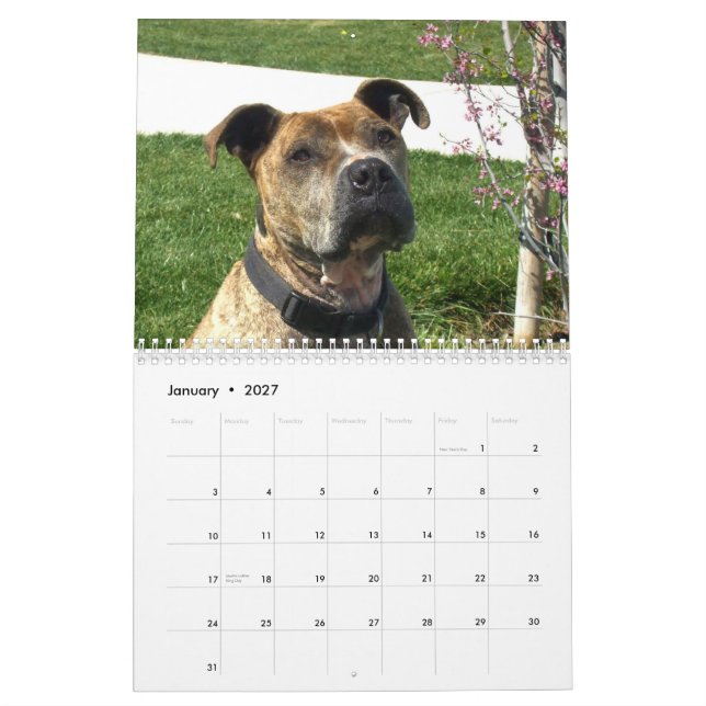 Mural Beau calendrier de chien de Pitbulls 2013 (Jan 2027)