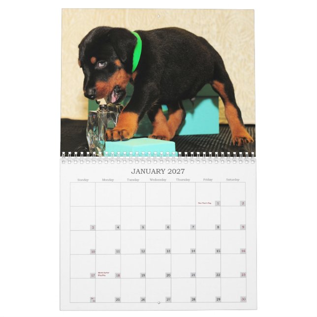 Mural Calendrier 2013 de chiot de dobermann (Jan 2027)