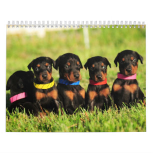 Mural Calendrier 2013 de chiot de dobermann