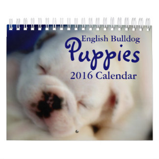 Mural Calendrier anglais des chiots 2016 de bouledogue