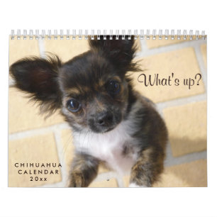 Mural Calendrier Chihuahua 2023 Photo Whats up
