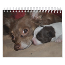Calendrier d'amour de chiwawa