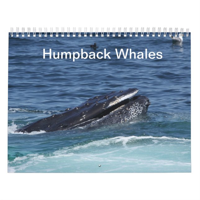 Mural Calendrier de baleines de bosse (Protection)