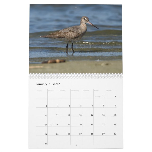 Mural Calendrier de charadriidés (Jan 2027)