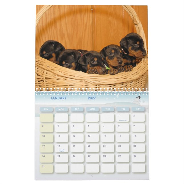 Mural Calendrier de chiot de dobermann (Jan 2027)