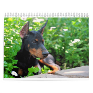 Mural Calendrier de chiot de dobermann