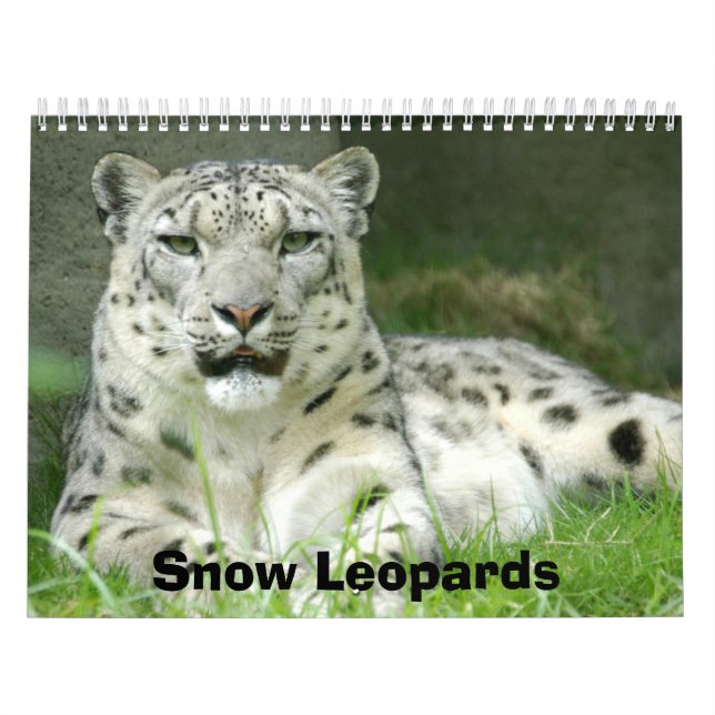 Mural Calendrier de léopards de neige, léopards de neige (Protection)