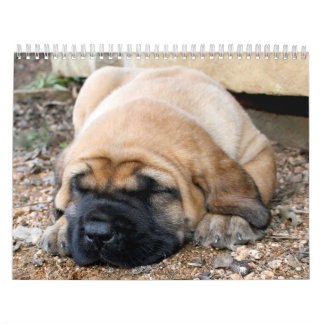 Mural Calendrier de mastiff de sommeil