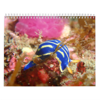 Mural Calendrier de Nudibranch