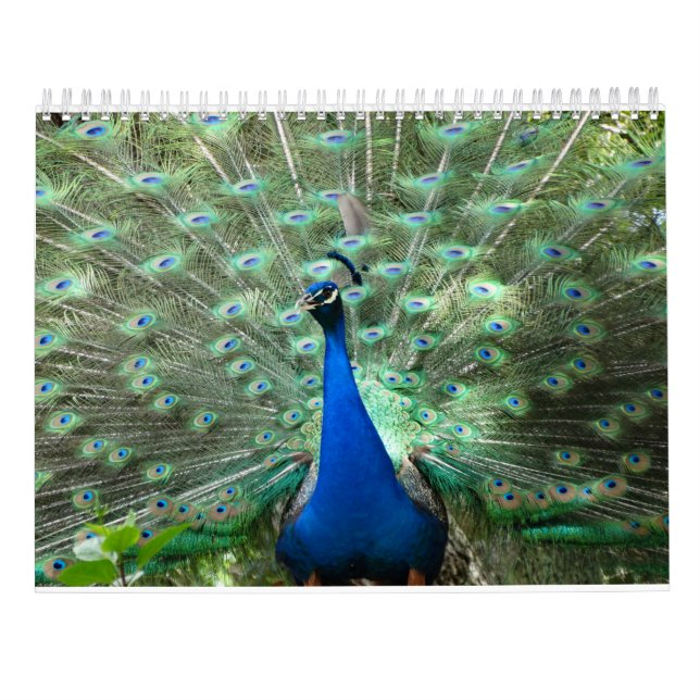 Mural Calendrier de Peacock (Dos)