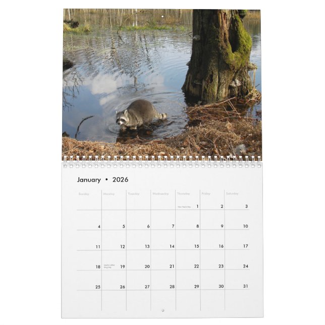 Mural Calendrier de ratons laveurs (Jan 2026)