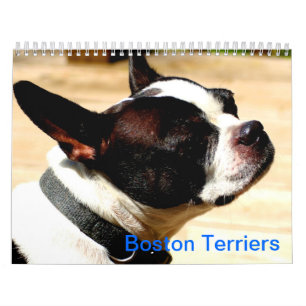Mural Calendrier de terriers de Boston