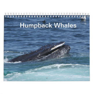 Mural Calendrier des baleines à bosse 2014