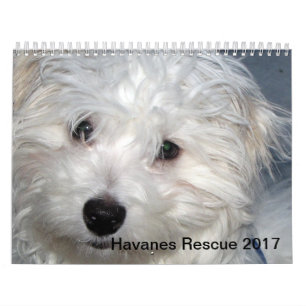 Mural Calendrier des chiots 2014 de Havanese de