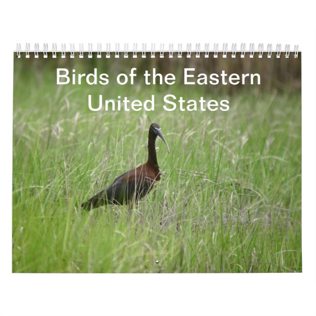 Mural Calendrier des oiseaux de l'Est des États-Unis (Protection)