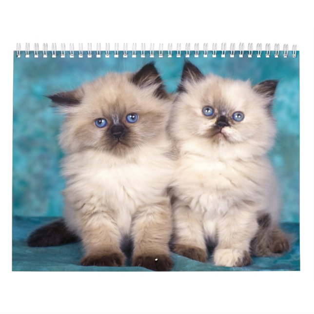 Mural Calendrier mignon de chatons (Protection)