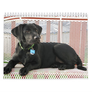 Mural Calendrier noir de labrador retriever de