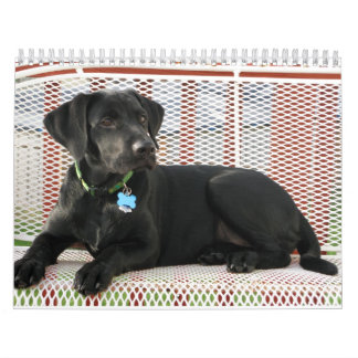 Mural Calendrier noir de labrador retriever de