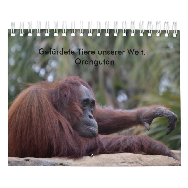 Mural Calendrier orangutan (Protection)