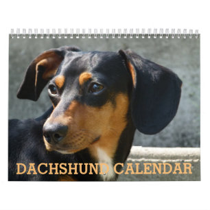 Mural Calendrier photo Dachshund