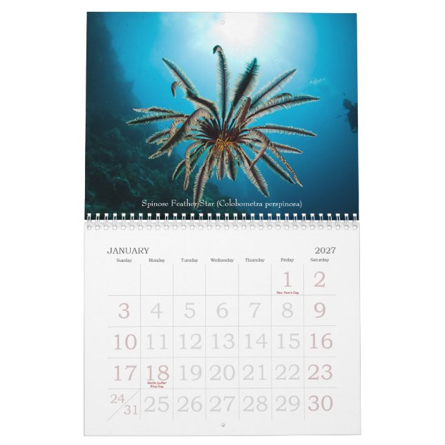 Mural Calendrier sous-marin d'espèce marine de 2012 (Jan 2027)