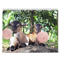 CHÈQUE | Bubblegum Aquarelle Peinture calendrier c